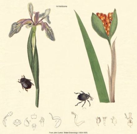 Xiris - Iris fœtidissima - Ирис вонючейший